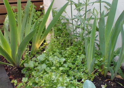 Contemporary-Garden-5